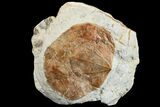 Fossil Leaf (Zizyphoides) - Montana #165033-1